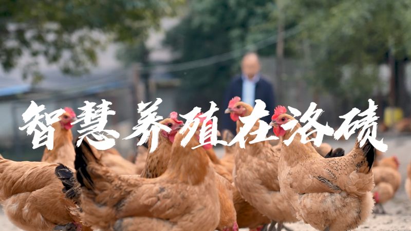 细胞培养基使用步骤全解析：从准备到优化**
